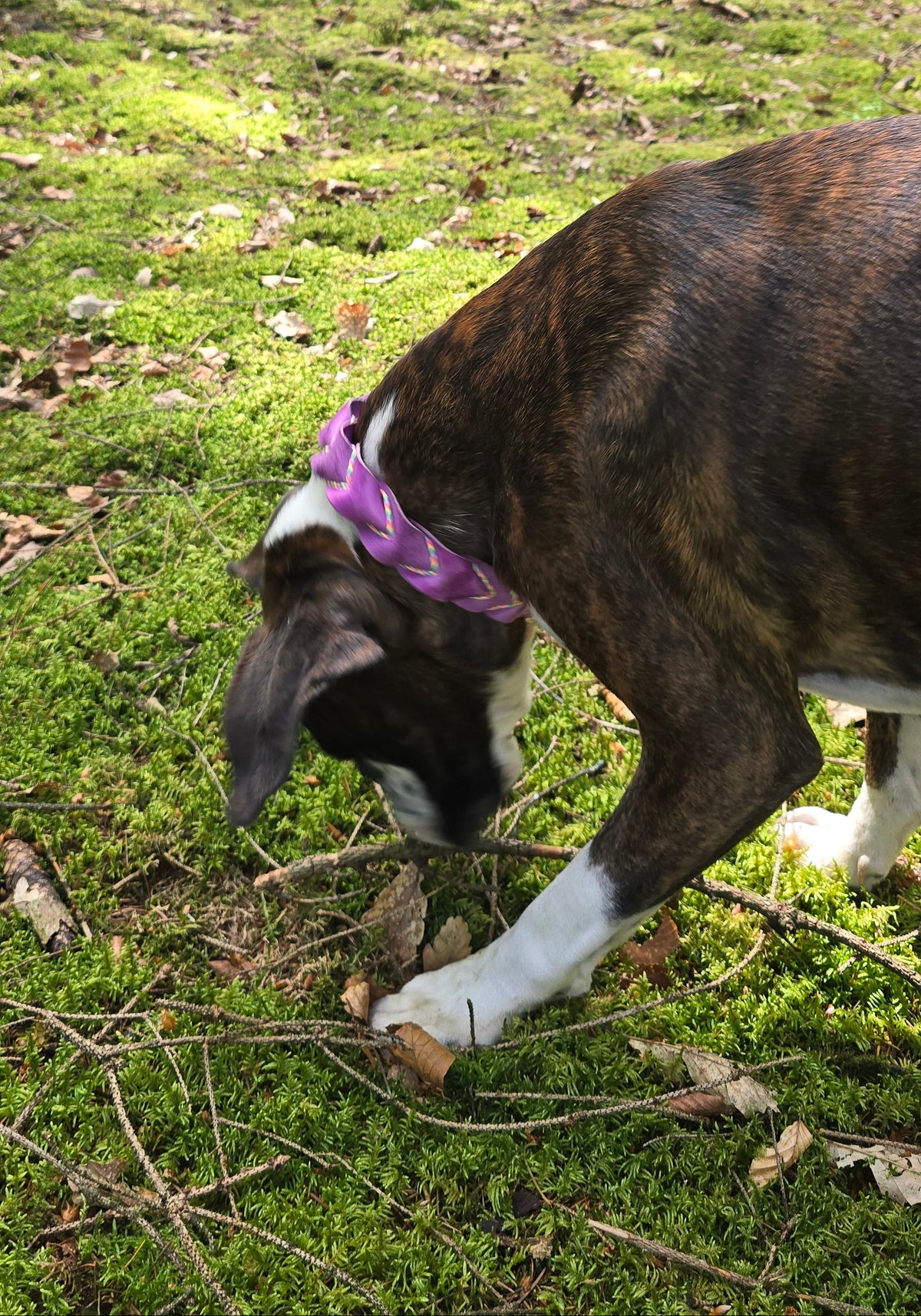 Kwispel – Bruine leren hondenhalsband met zwart paracord